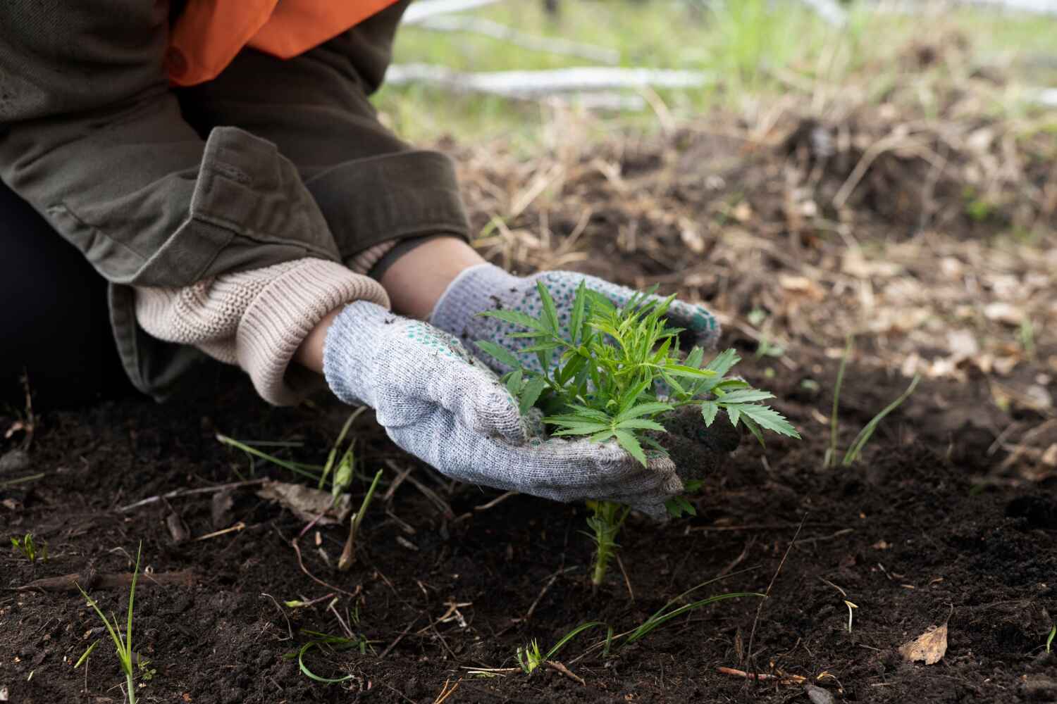 Best Emergency Tree Service  in Seyur, MO